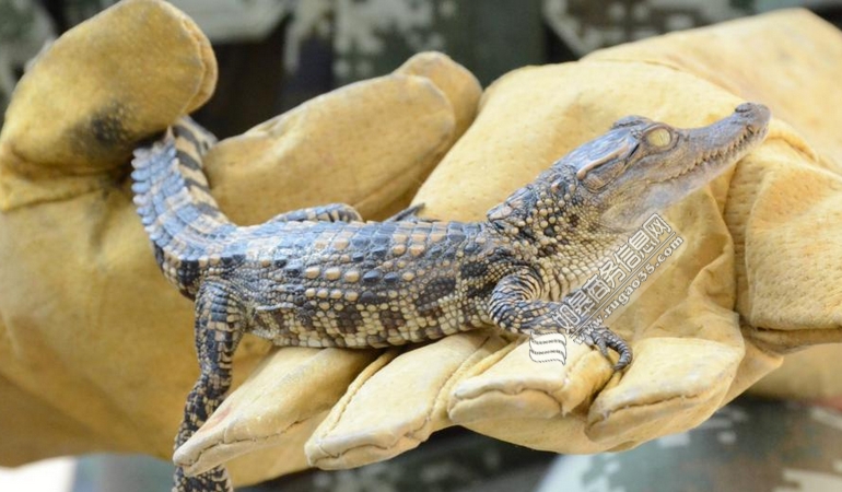 广西中越边境查获鳄鱼苗940条 每条长约25厘米仅出生15天左右