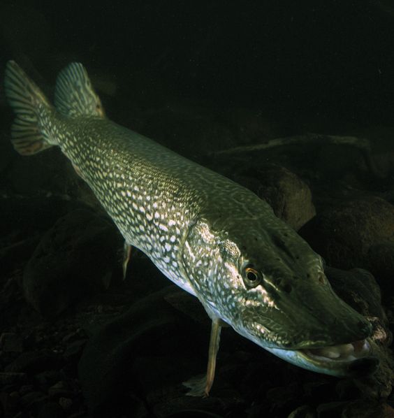白斑狗魚,白斑狗魚主要分布在哪個(gè)洲的淡水流域