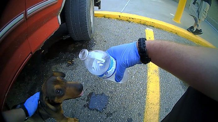 车窗上挂着一只小狗，及时发现的保安救了一条小生命