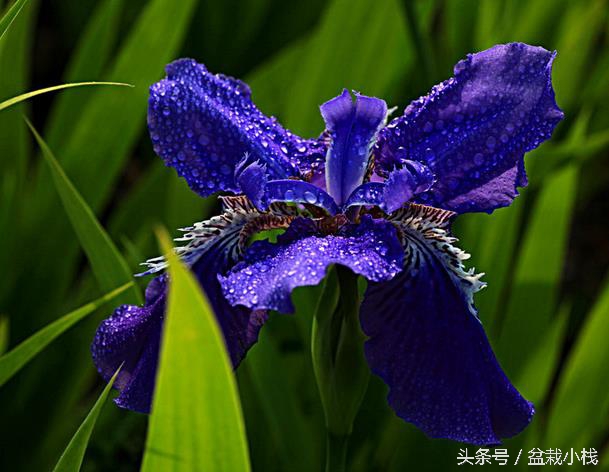 鳶尾花的寓意和象徵(庭園中的重要花卉之一)