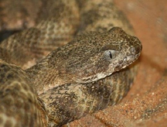 世界最毒的毒蛇第一名，盘点全球十大毒蛇？