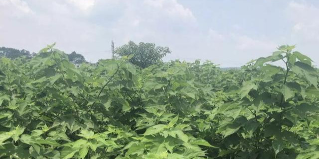 构乡情构树鸡——吃益生菌长大的鸡