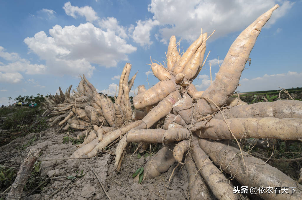淀粉之王木薯在解决全球粮食危机问题上被寄予厚望种它真行吗