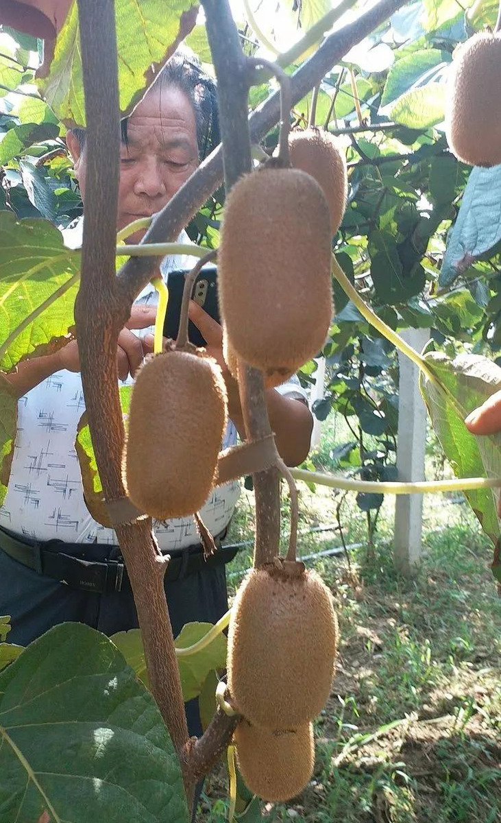 果农们！你们要的“金福猕猴桃栽培技术”要点都在这，讲得太全了