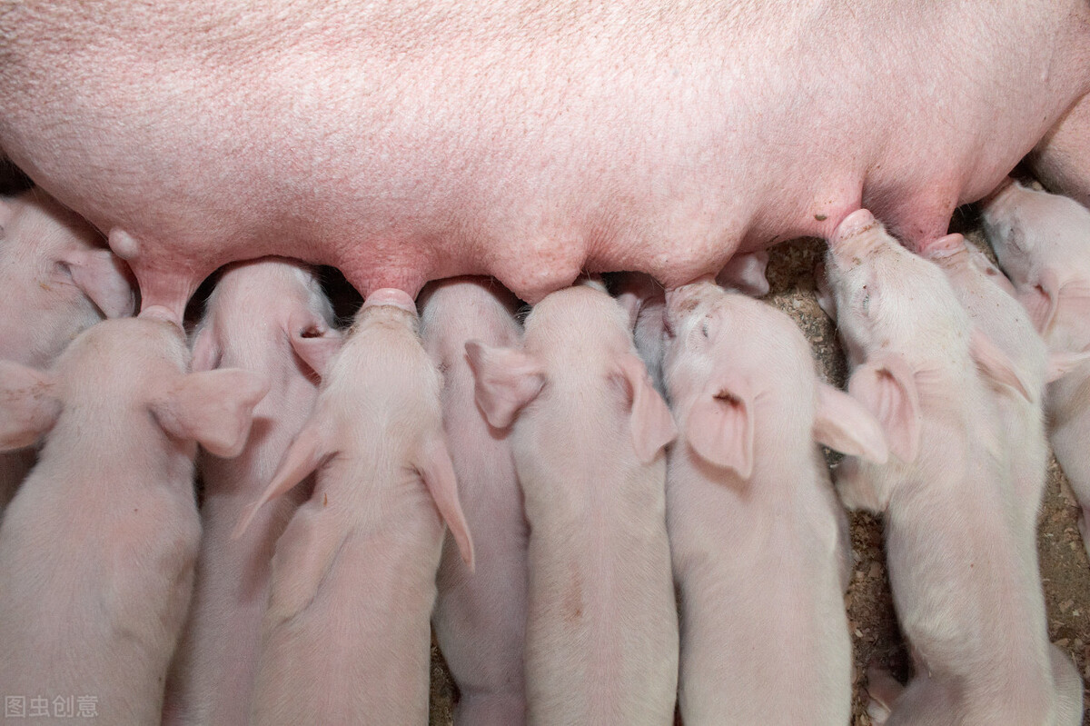 母猪怀孕95天发育图片-图库-五毛网