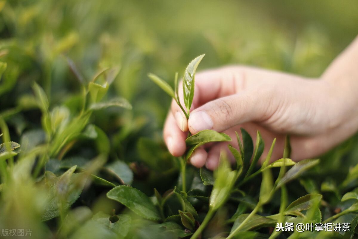 茶叶加工过程中，不同的制茶工艺、步骤对茶叶的色香味形的影响