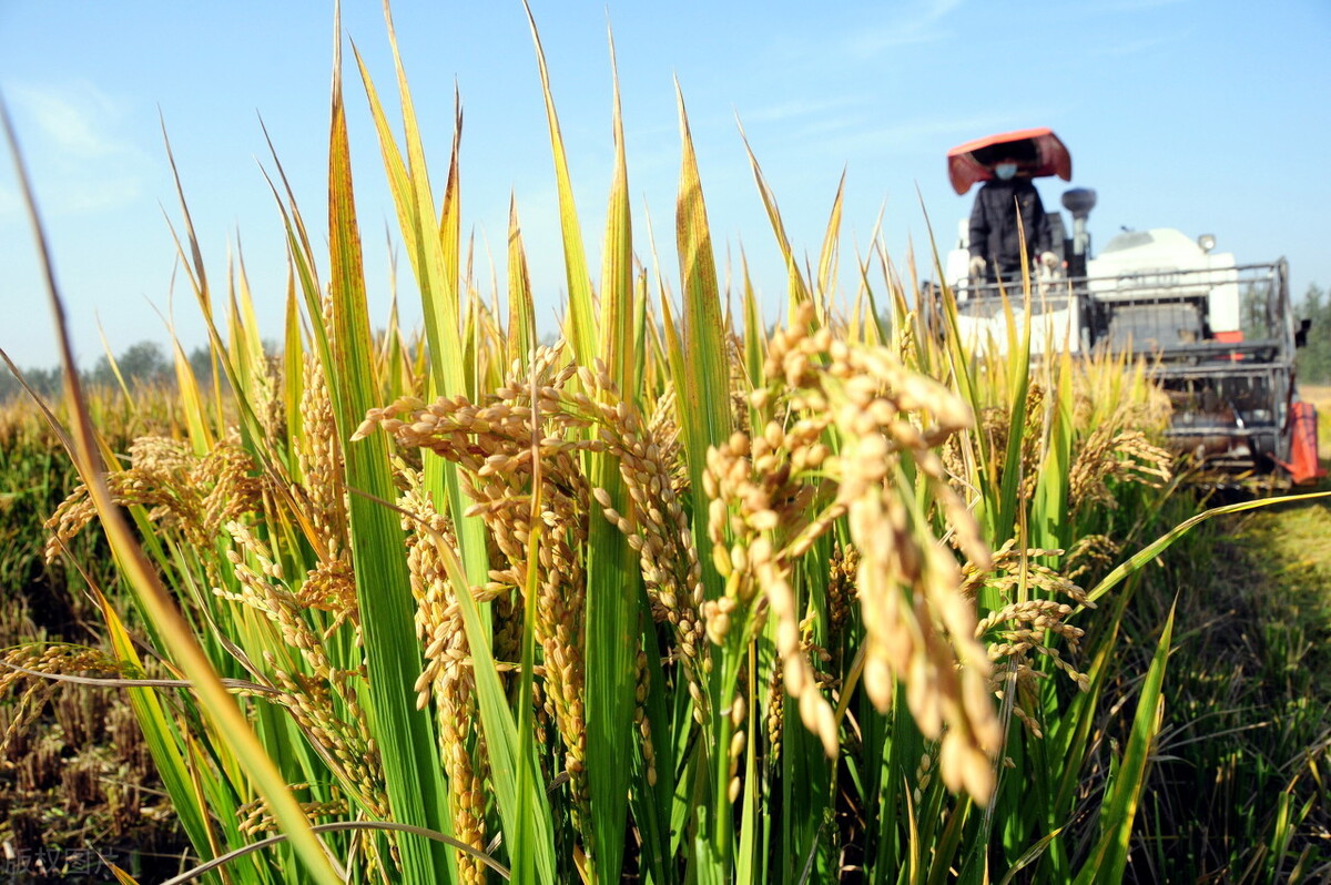 水稻同比涨7.17%，还能大涨吗？玉米下跌，稻谷要完？