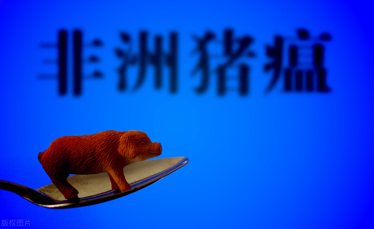 11月猪价开门红之后又迎来大涨，能涨几天？关键看这三点