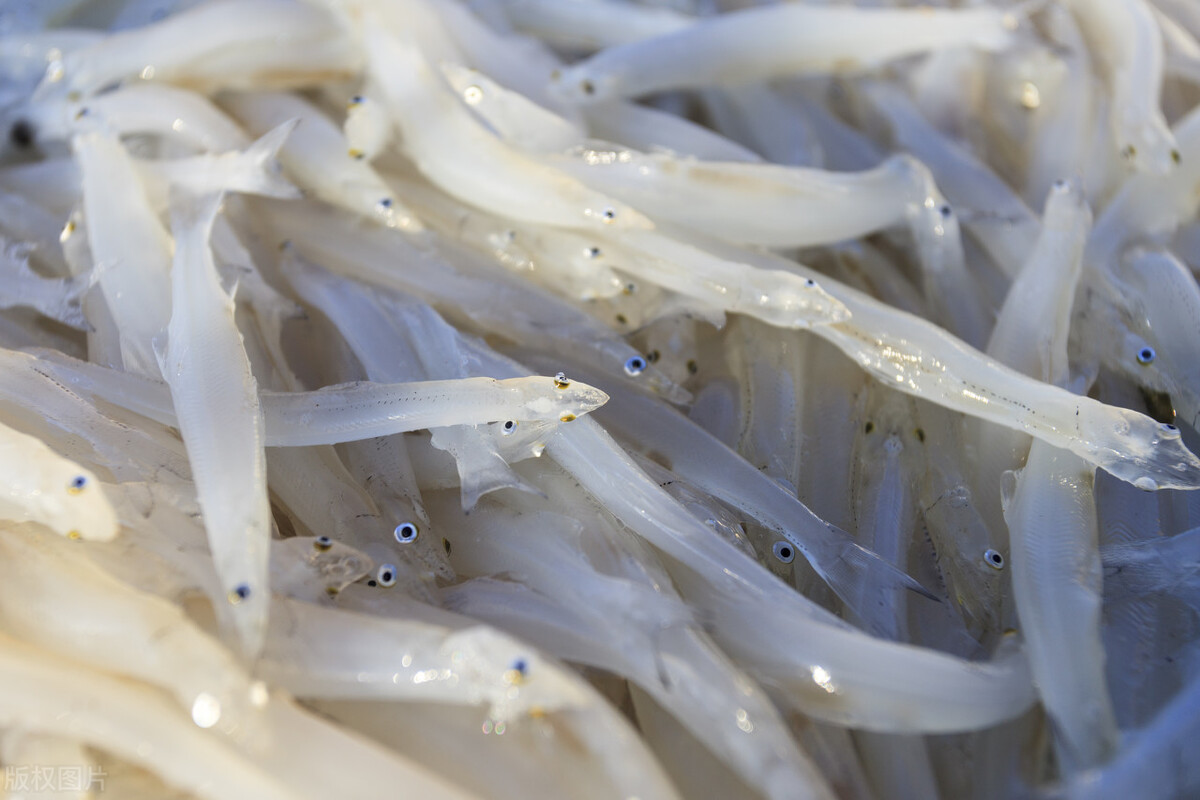 賽里木湖：高白鮭移植20年，如今成冷水魚“寶藏”？