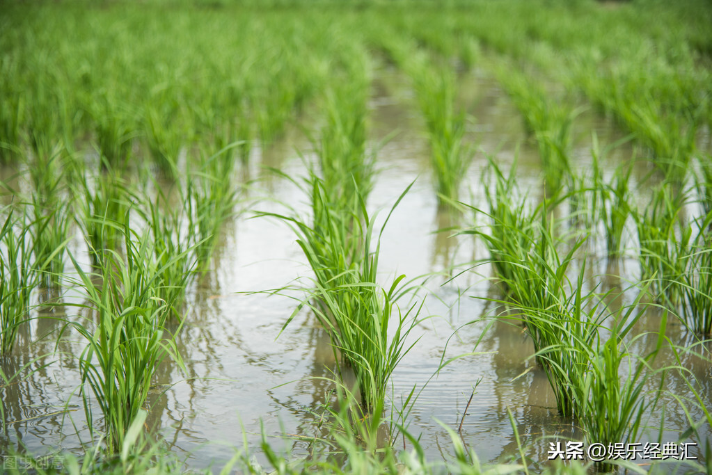 水稻高产栽培田间管理，提高水稻的栽种水平，实现优质的生产目标