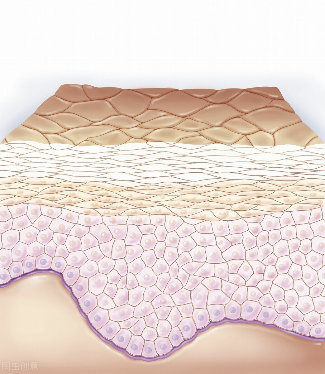 简单介绍下皮肤结构-第2张图片-农百科