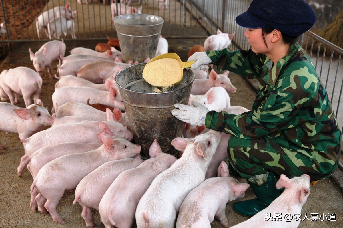 今年猪肉价格会不会疯狂下降，还能不能养猪呢？投入的风险大不大