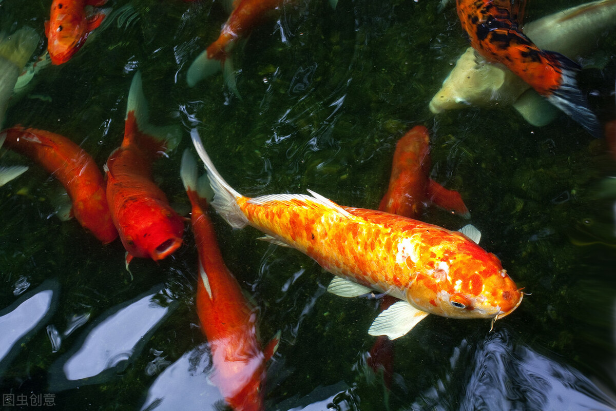 錦鯉的 詭異市場 1條賣百萬 卻熱衷競拍 桌下已暗流湧動 釣魚人老高 Mdeditor