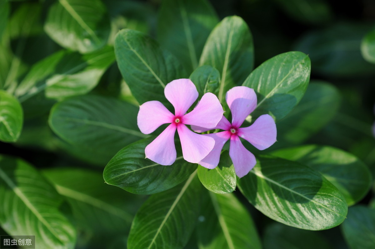 长春花不会养？掌握这3个要领，植株生长旺盛花多又鲜艳