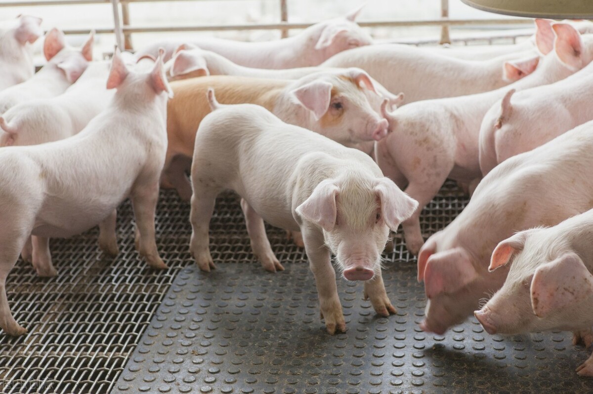 什么饲料喂猪长得最快，育肥猪饲料自配方比例 - 知乎