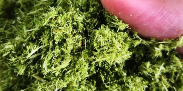 构乡情构树鸡——吃益生菌长大的鸡