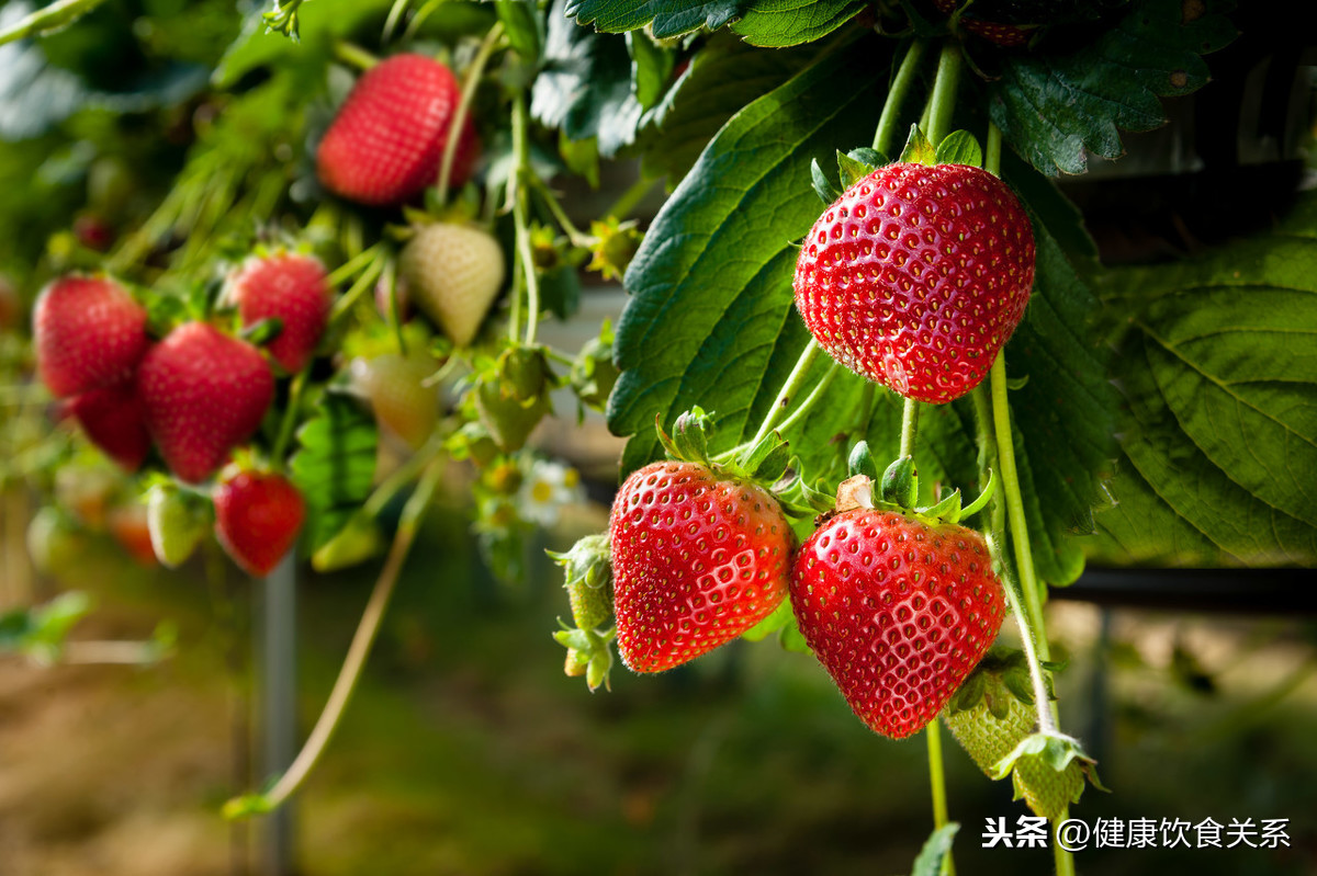 十种越吃越瘦的水果你知道吗？
