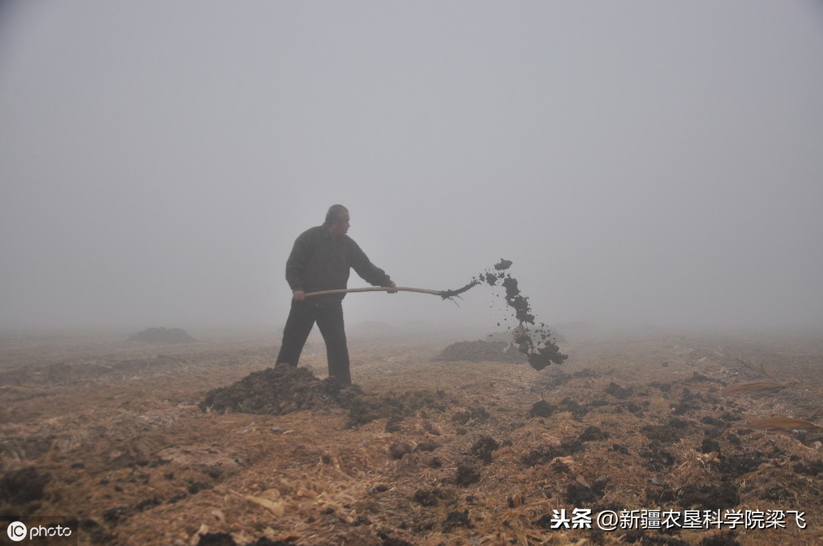 秋施基肥的作用和目的，如何合理施肥？