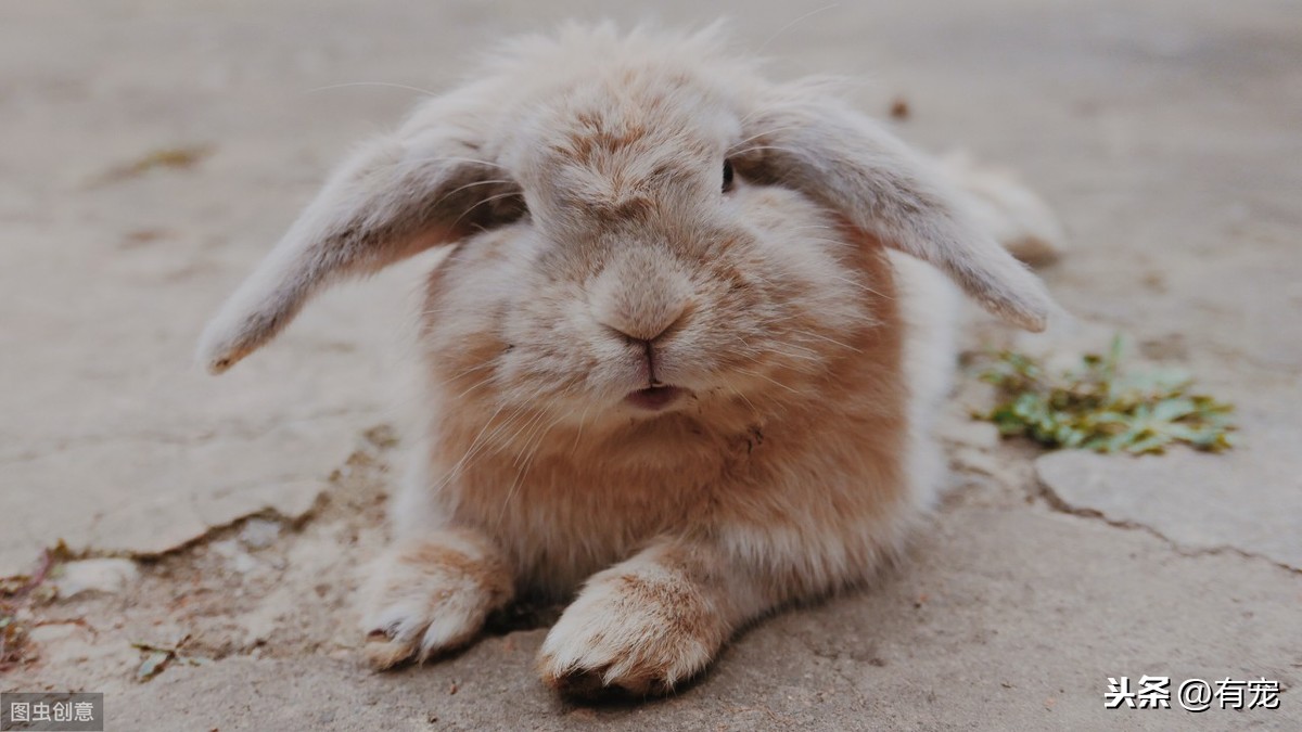 5種最受歡迎的兔子，你見過幾種呢？