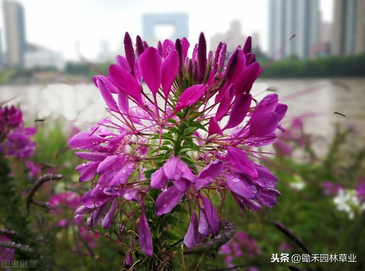 蝶醉花既是净化空气的花卉又是优良蜜源植物 Mp头条