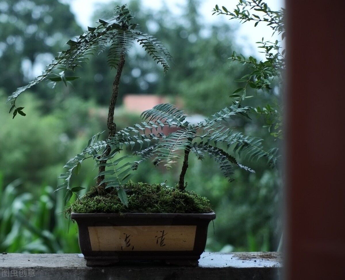 冬季寒冷 这15种植物依旧保持绿色 你身边有几种 北方也可见 Bf花花世界 Mdeditor