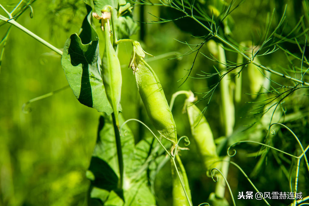 “凶饥之因有三：曰水、曰旱、曰蝗”，且看古人是如何防治蝗灾的