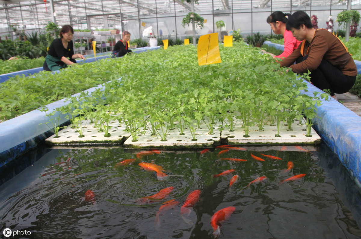 鱼菜共生系统是一种环境友好型的人工生态系统,在整个的生产过程中,不