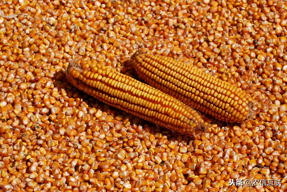 2021年第一天：玉米继续涨价！1日全国最新玉米价格及预测