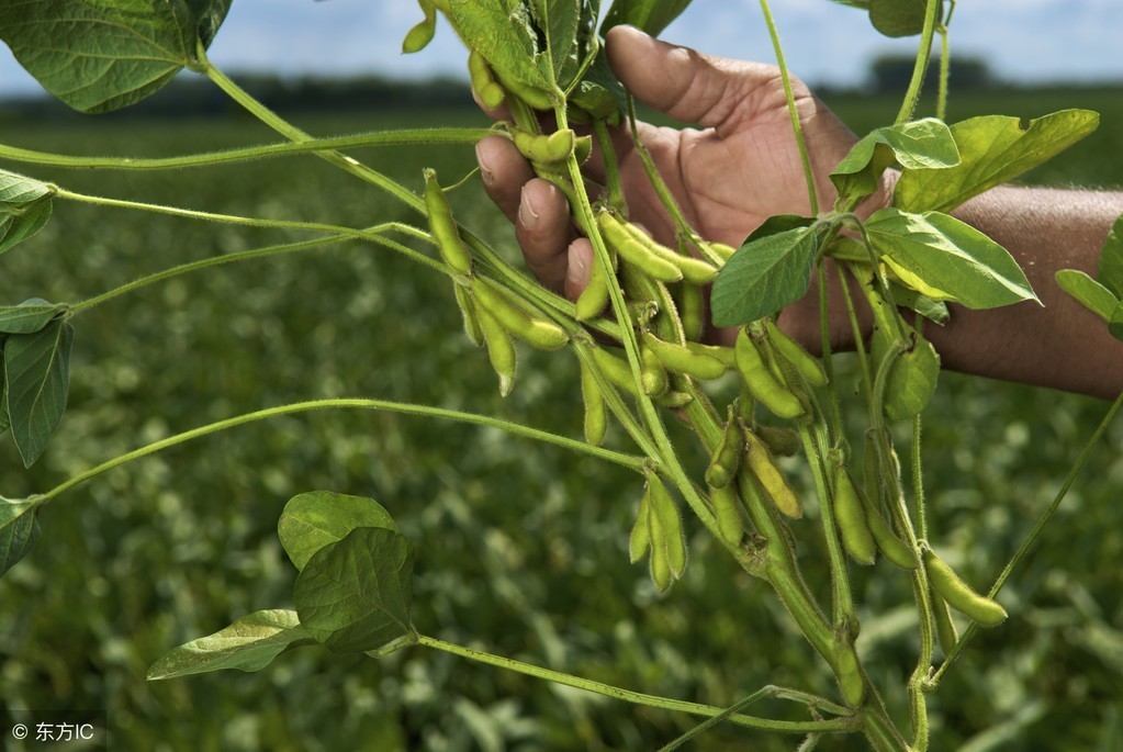 大豆制作的有机肥好不好？大豆有机肥有哪些优势