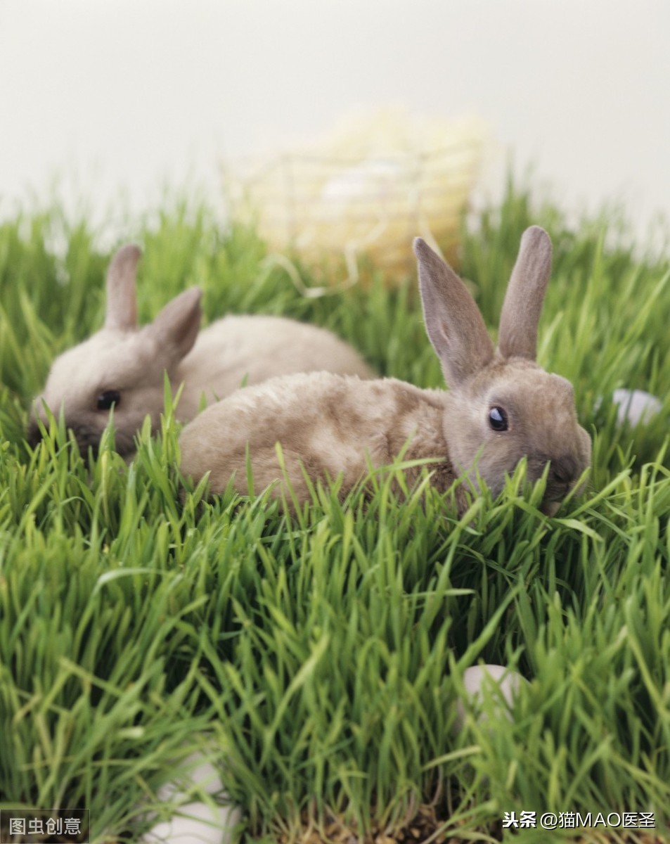 現在越來越多人開始把兔子作為寵物，然而，兔子的歷史了解嗎
