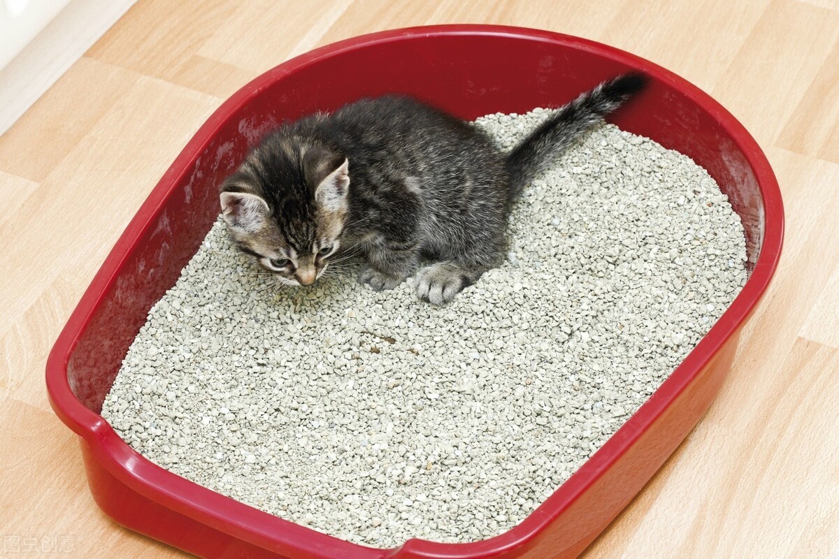 养猫入坑——「选择猫砂」