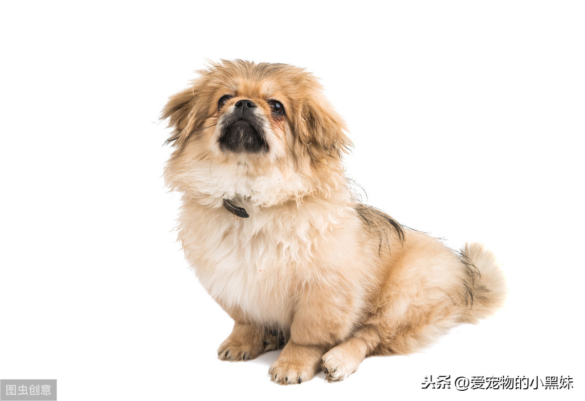 犬尿路結石是什麽？該如何診斷治療？一篇科普文告訴你答案