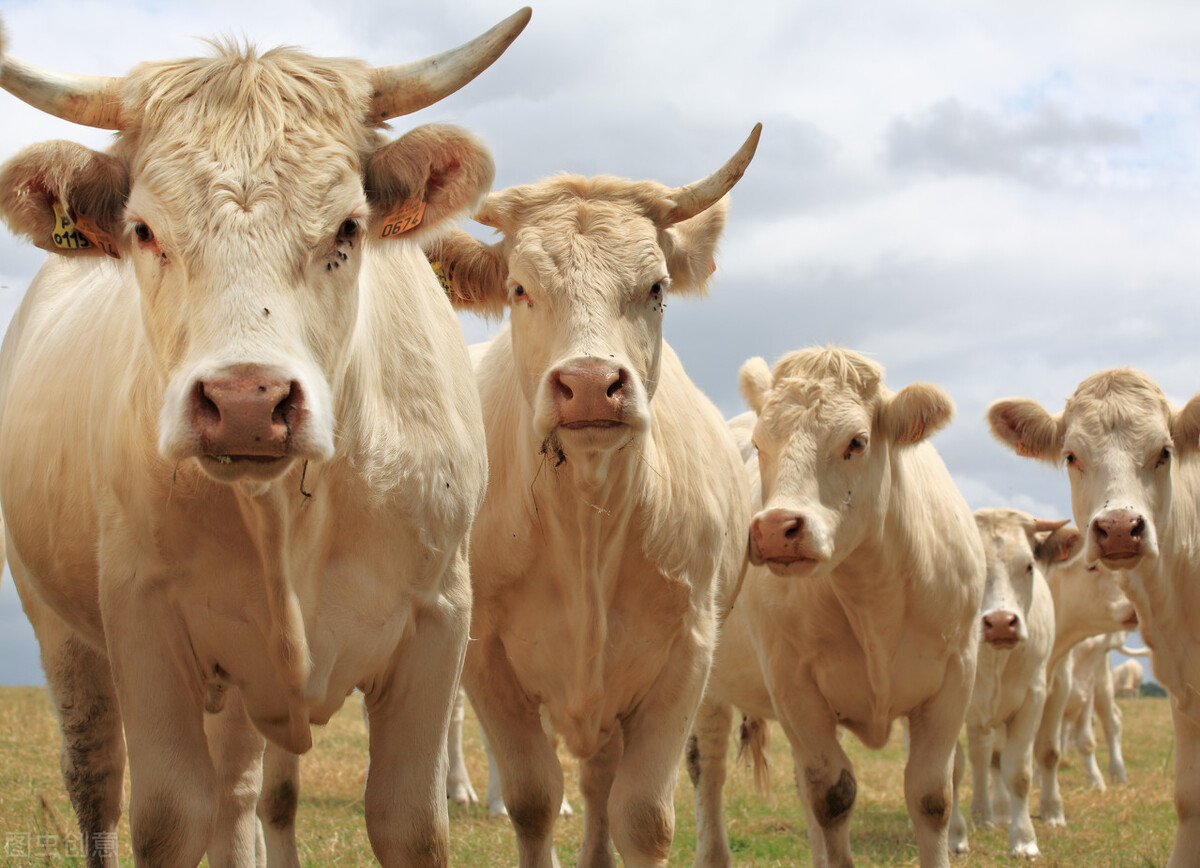 肉价、蛋价阴跌不止，牛羊行情如何？2021年养啥利润高？