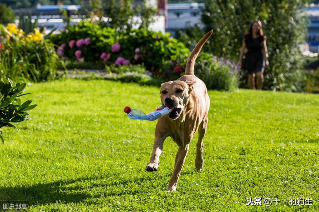 什麽是犬髖關節發育不良？犬髖關節發育不良會出現哪些信號？