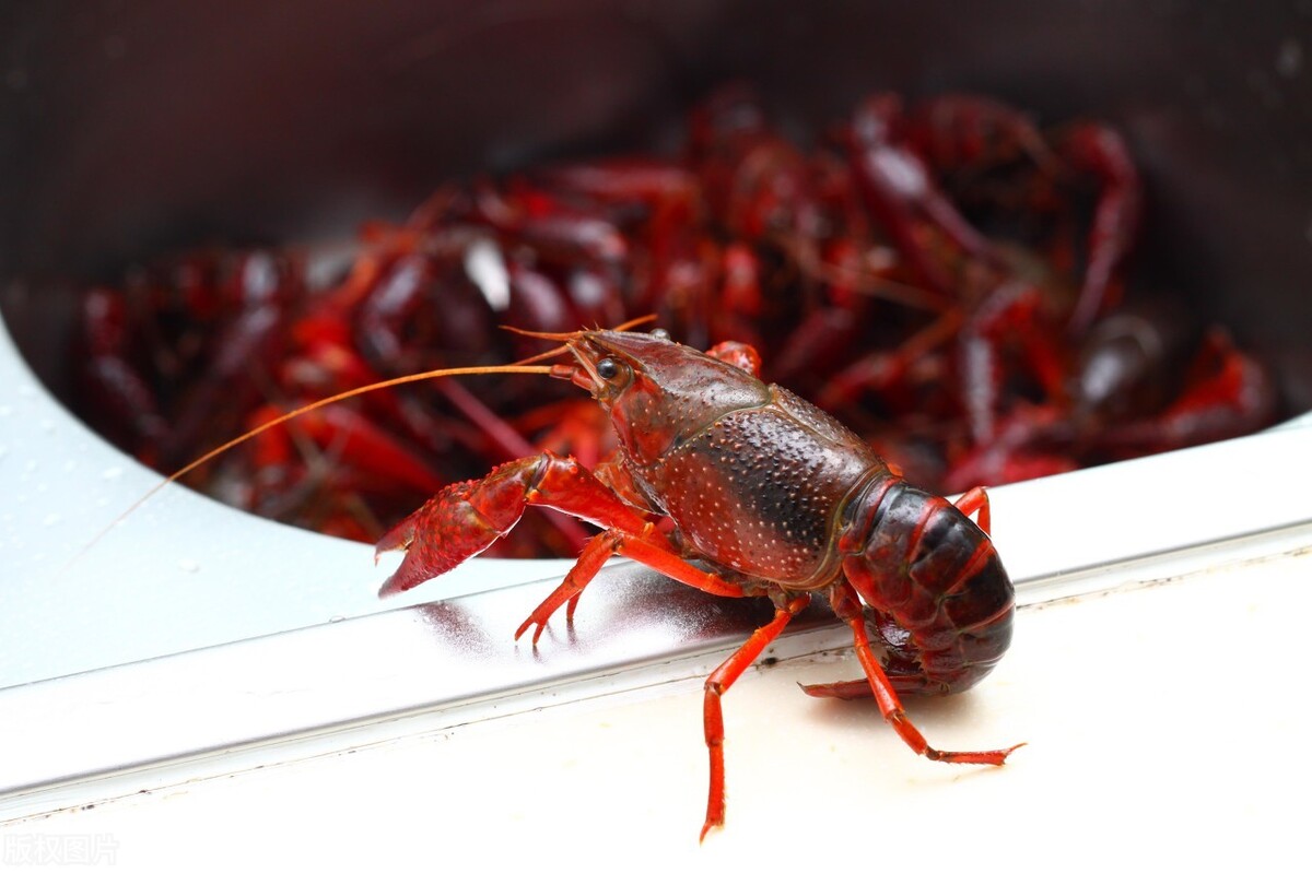日本拟将小龙虾指定为外来入侵物种：禁止进口和贩卖_凤凰网