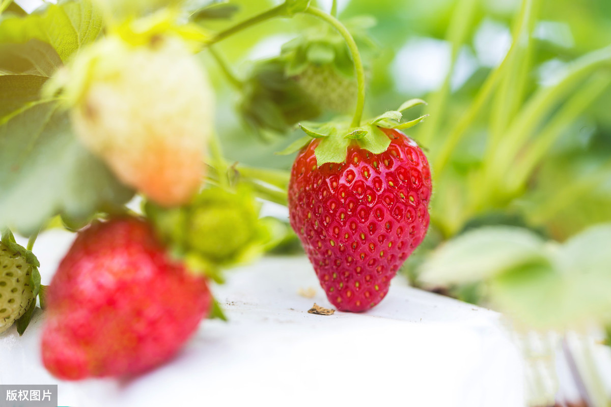 图片[2]-买草莓是颜色越红越好吗？老果农透露看这4个地方：一挑一个准-起舞食谱网