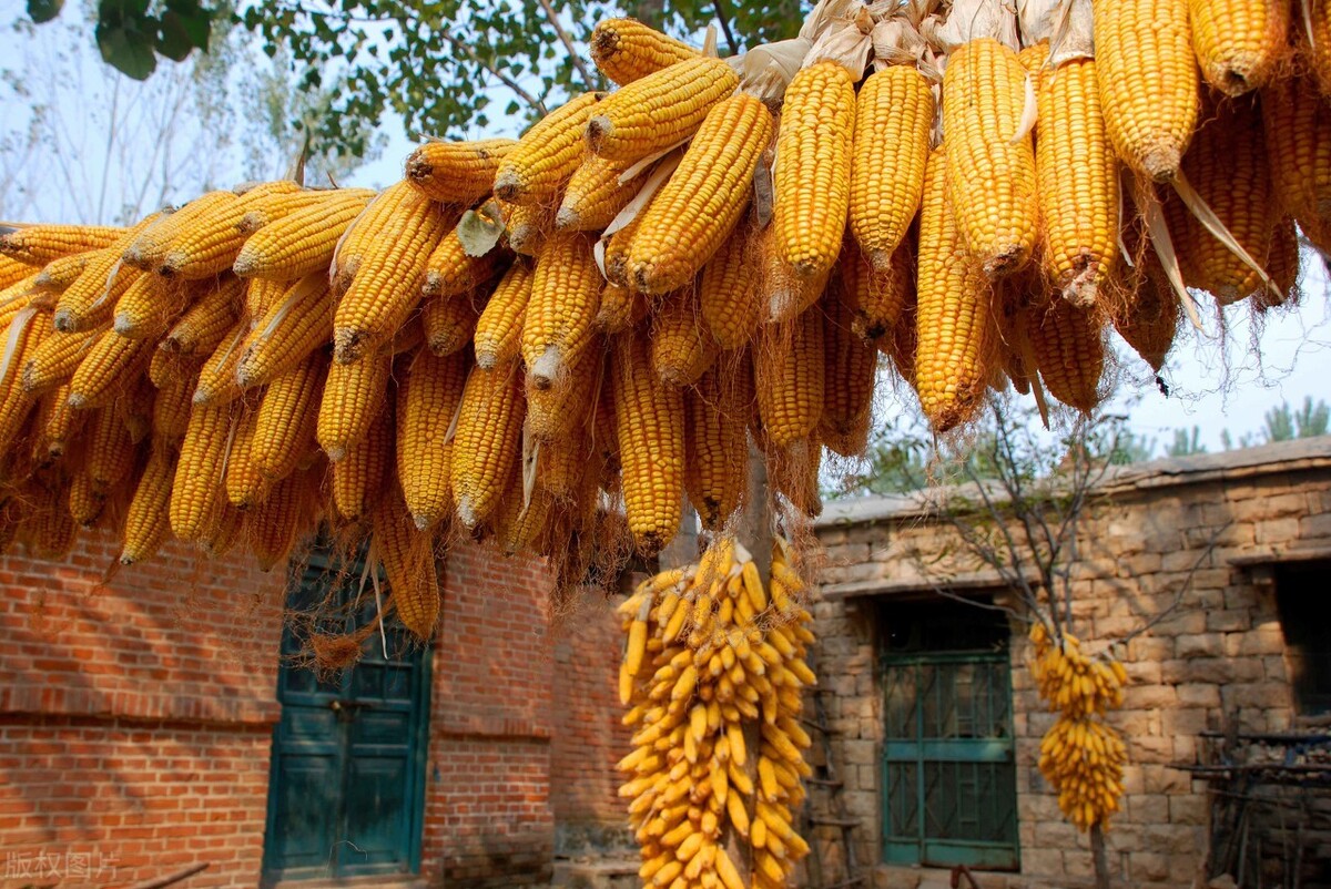 玉米价格上涨幅度每吨千元，背后是什么原因呢？跟产量没关系