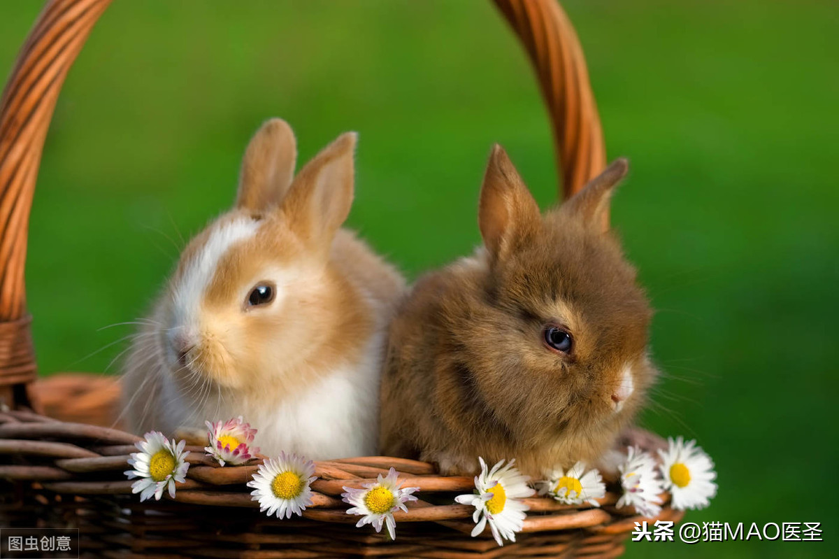 現在越來越多人開始把兔子作為寵物，然而，兔子的歷史了解嗎