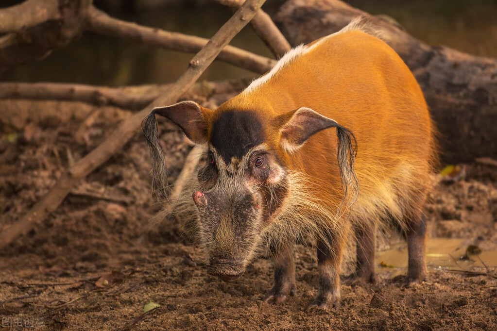 繁殖能力极强以致泛滥成灾的非洲红猪，2021能否被引进我国？