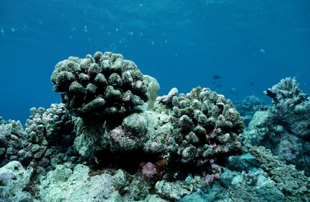 南海过去30年珊瑚面积减少80%，或与塑胶及微粒污染严重相关