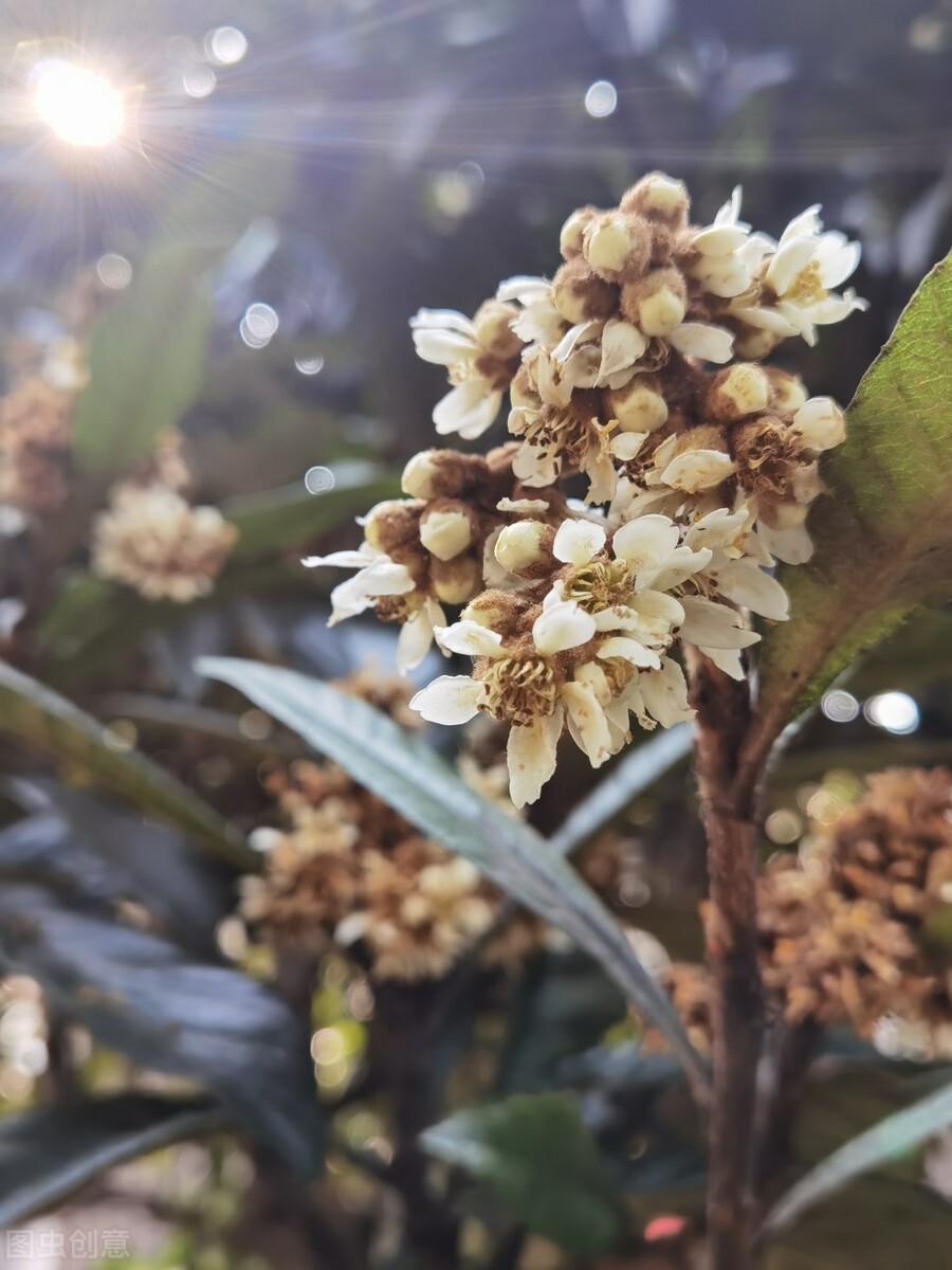 冬季寒冷 这15种植物依旧保持绿色 你身边有几种 北方也可见 Bf花花世界 Mdeditor