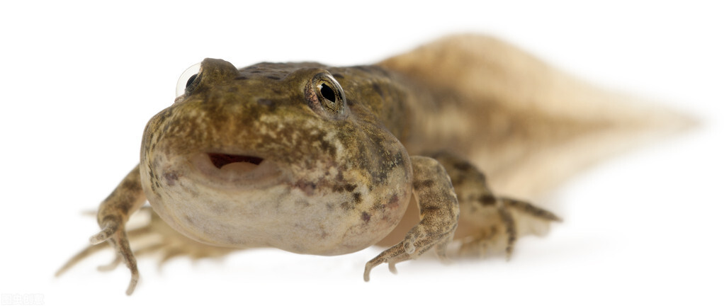 蛙类从蝌蚪进化成蛙类幼苗，如何控制变异的现象，这3方面是重点
