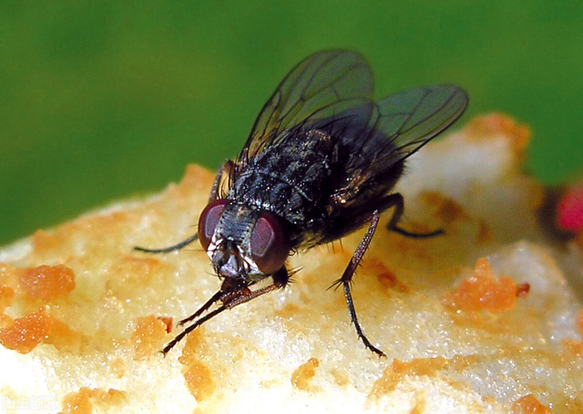 生物探秘蒼蠅和蚊子如此可恨我們為什麼不能將其全部殲滅