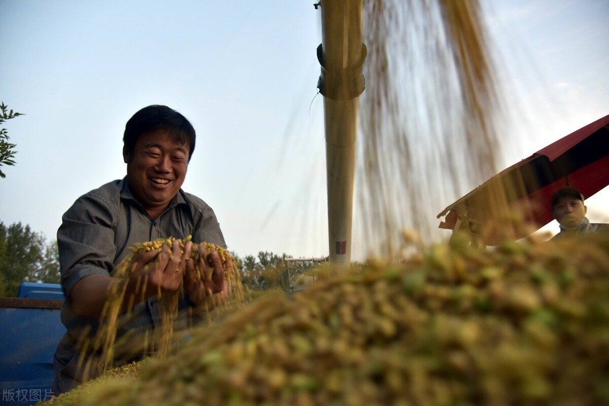 为保障全国大豆能满足本土需要，中国或建国家级大豆种子基地