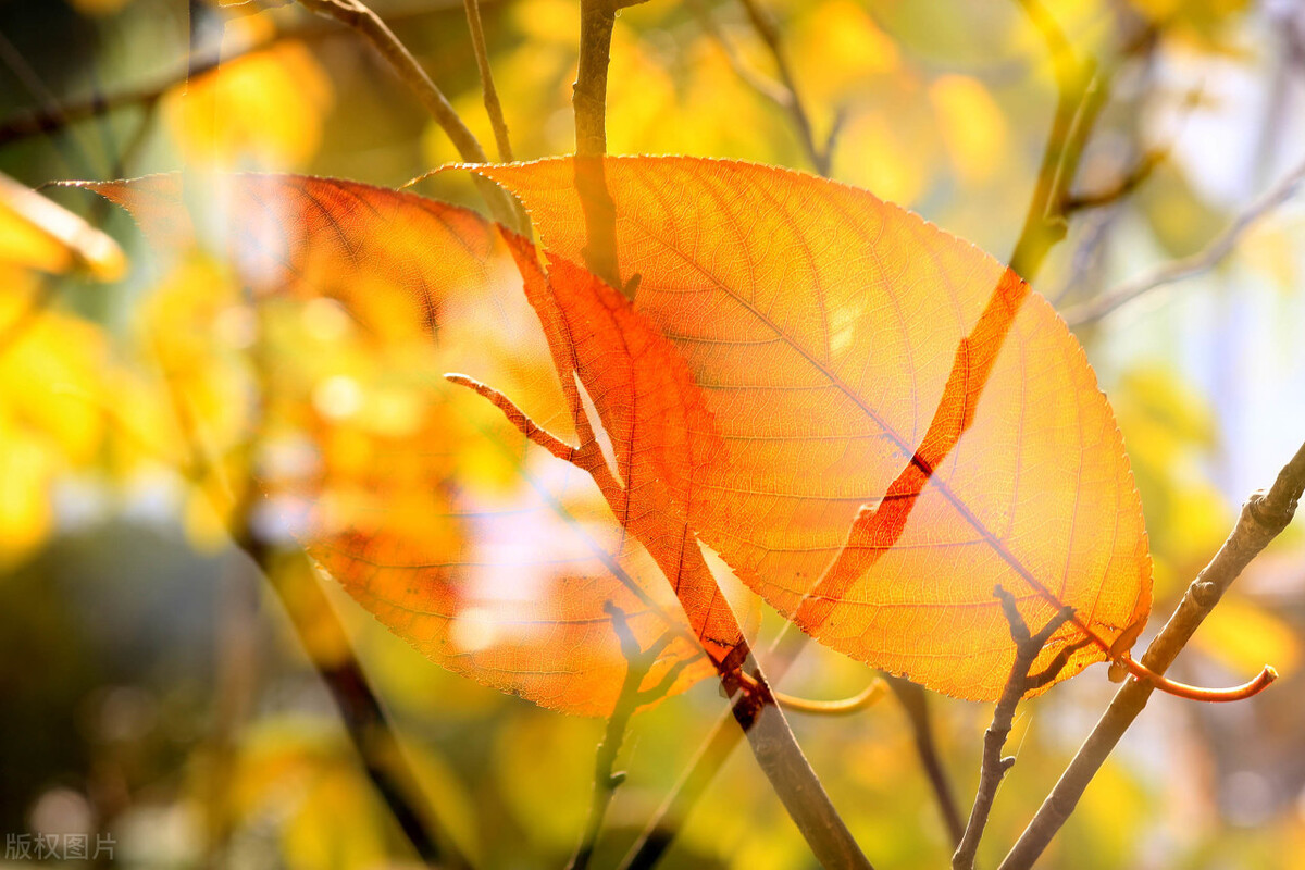 秋风生渭水，落叶满长安，古诗词里的唯美秋天