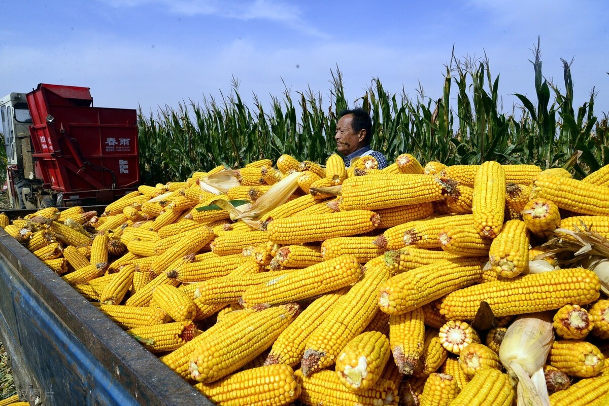 3月迎涨，玉米涨破1.55，小麦逼近1.3，粮价底气还很足