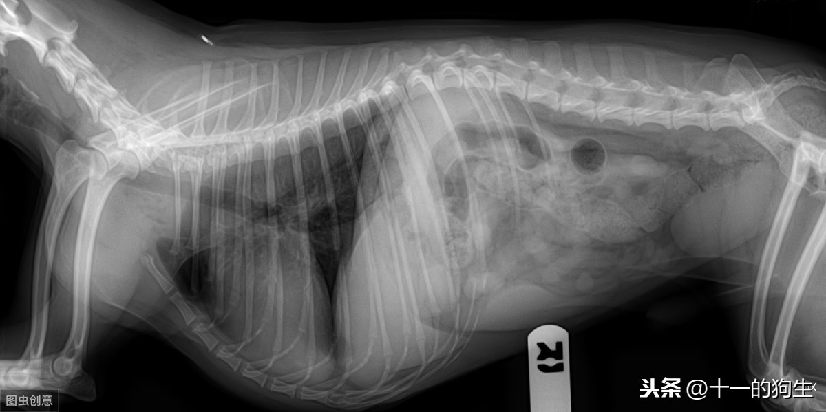 什麽是犬髖關節發育不良？犬髖關節發育不良會出現哪些信號？