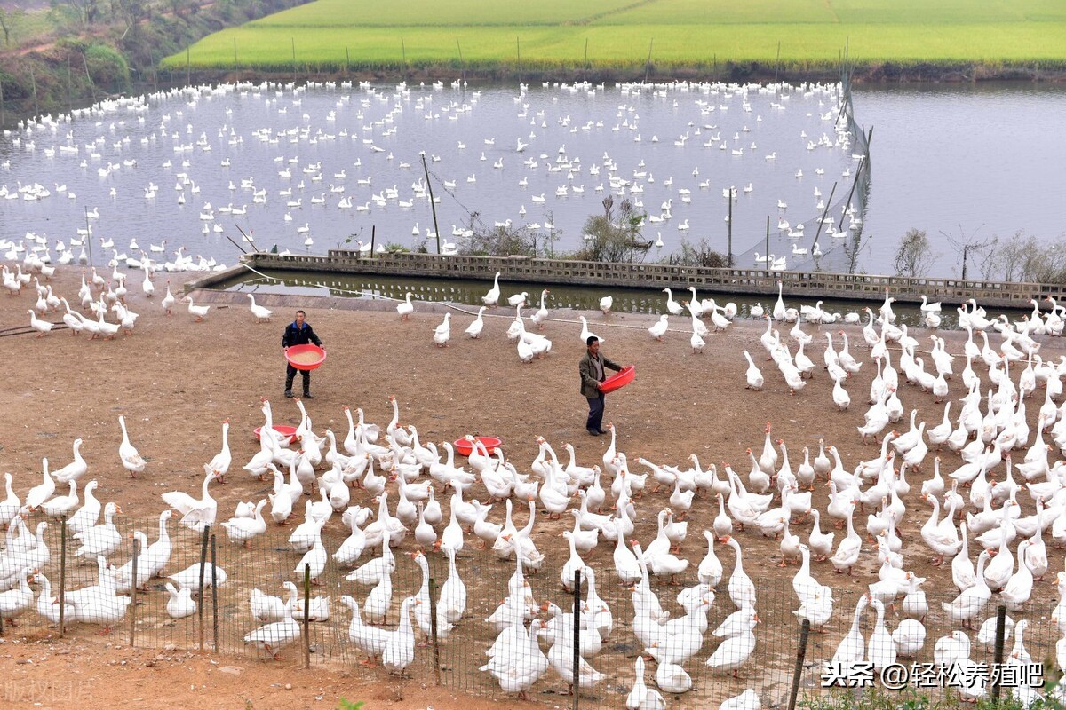 鸭鹅痛风发病率居高不下，如何有效防治-第3张图片-农百科