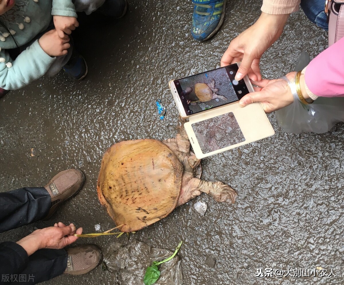 印度恒河的悲哀：食人鲶和锅盖鳖自然老死，虽百毒不侵却无人问津