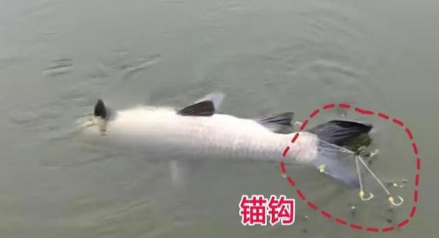 解读新渔政：为啥3种垂钓方式犯法？什么是娱乐性钓鱼？